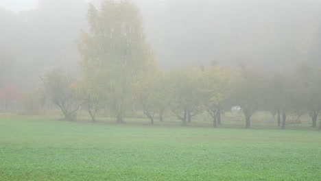 Shot-of-park-with-autumn-trees-in-a-fenced-green-grassy-field-covered-with-dense-fog-in-the-early-morning