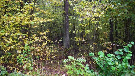 Shot-of-dense-wet-green-trees-in-forest-in-early-overcast-autumn-morning