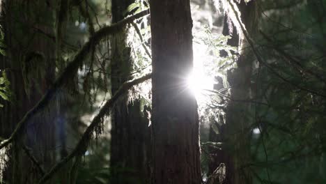 Sun-shining-through-trees,-branches-and-moss-are-silhouetted