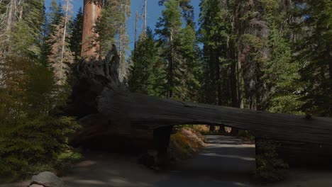 Sequoia-Tree-Tunnel-car-drive-through