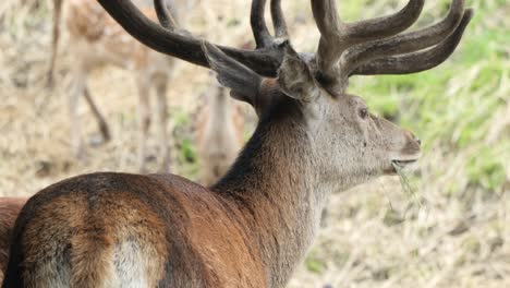 Majestic-brown-Fallow-deer-with-Antlers-like-intricately-crafted-crowns
