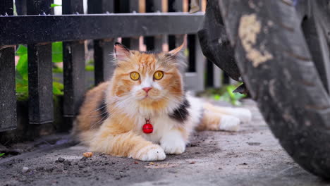 Adorable-Cat-Staring-Inquisitively-Into-the-Camera-Lens