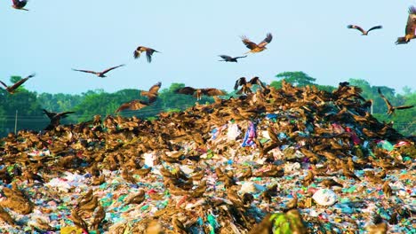 Large-flock-of-falcon-or-eagle-birds-on-a-garbage-dump-landfill-heap,-concept-of-environment-pollution