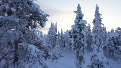 Drohne-Fliegt-Aus-Winterlichen-Wäldern-Empor-Und-Aus-Ihnen-Heraus,-Vorbei-An-Bäumen-In-Lappland,-Finnland-Und-Am-Polarkreis