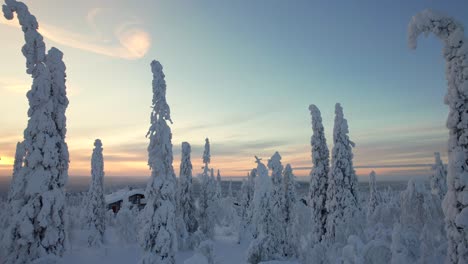 Drohnenaufnahme-Einzigartiger,-Gebogener,-Schneebedeckter-Bäume-In-Lappland,-Finnland,-Am-Polarkreis