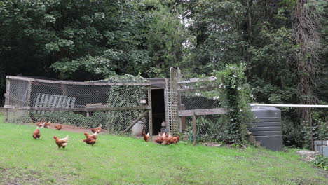 Static-view-capturing-a-free-range-chicken-freely-exploring-a-village-garden,-embracing-its-natural-surroundings