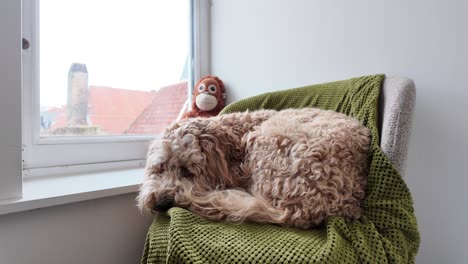 Flauschiges-Australisches-Labradoodle-Entspannt-Sich-Mit-Ihrem-Spielzeug-Im-Hintergrund