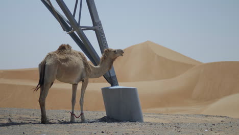 Un-Camello-Pasta-Con-Gracia-En-El-Desierto-De-Los-Emiratos-Árabes-Unidos,-Su-Cabeza-Se-Mueve-Entre-Las-Dunas-De-Color-Marrón-Dorado,-Saboreando-La-Hierba-En-Su-Boca.