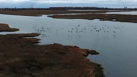 An-aerial-view-of-a-flock-of-birds-over-the-salt-marsh-off-the-south-shores-of-Long-Island,-NY-on-a-cloudy-day