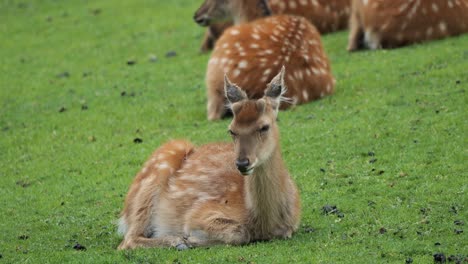 Young-Fallow-deer-lips-move-rhythmically-as-it-chews-on-tufts-of-fresh-grass