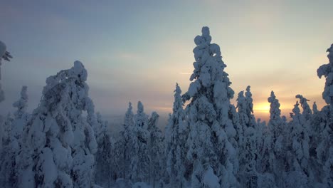 Drone-Explores-Beautiful-Snow-Covered-Forest-in-Lapland,-Finland,-Arctic-Circle