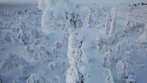 Nahaufnahme-Einer-Drohnenaufnahme-Einer-Einzigartigen,-Gebogenen,-Schneebedeckten-Baumkrone-In-Lappland,-Finnland,-Am-Polarkreis