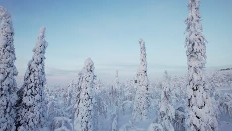 Drohne-Fliegt-Zwischen-Bäumen-In-Verschneiter-Landschaft-In-Lappland,-Finnland,-Polarkreis