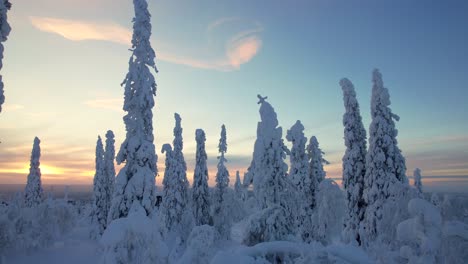 Drone-Vuela-Entre-árboles-En-Un-Paisaje-Nevado-Al-Atardecer-En-Laponia,-Finlandia,-Círculo-Polar-ártico
