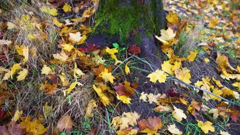 Shot-of-yellow-leaves-on-ground-in-fall-park-near-tree-trunk