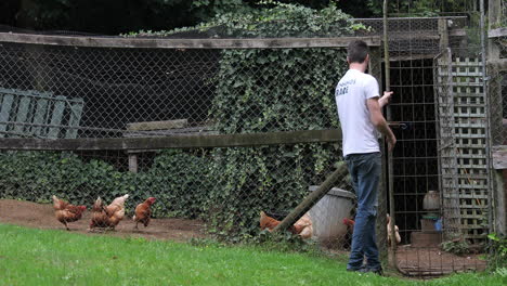 Static-view-capturing-man-guiding-free-range-chickens-into-their-coop