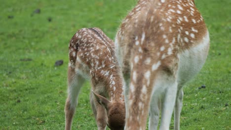 Young-brown-fallow-deer-eagerly-following-and-looking-to-Mum-for-nourishment