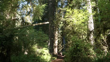 Tilt-down-to-nature-trail-in-Redwood-forest