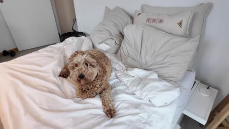 Fluffy-Australian-labradoodle-on-the-bed-relaxing