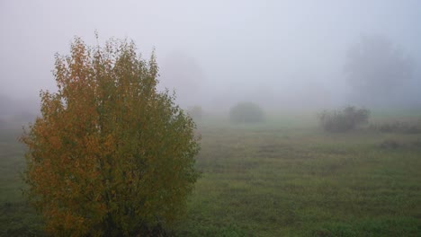 Shot-of-bush-in-a-meadow-covered-with-dense-fog-in-the-morning-in-autumn