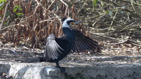 An-immature-Cormorant-drying-its-wings-in-the-bright-sunshine