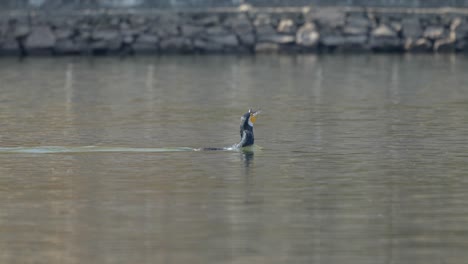 A-cormorant-with-a-fishtail-sticking-out-of-its-beak-swimming-away-from-two-other-cormorants