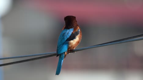 A-white-throated-kingfisher-perched-on-a-wire-above-a-lake