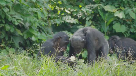 Un-Grupo-De-Bonobos-Comiendo-Fruta-En-Un-Denso-Bosque-De-Sabana-RDC-Congo