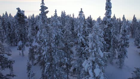 Drone-Flies-Through-Snow-covered-Trees-in-Lapland,-Finland,-Arctic-Circle-At-Dusk