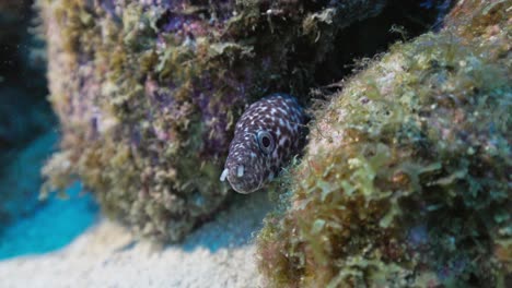 A-little-spotted-moray-eel-hiding-in-its-den-peeking-out-to-have-a-look-at-the-camera
