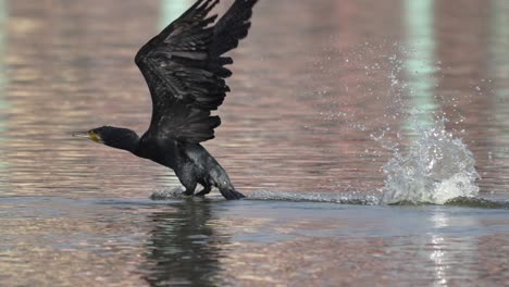 A-cormorant-taking-flight-from-the-surface-of-a-lake-on-a-sunny-day