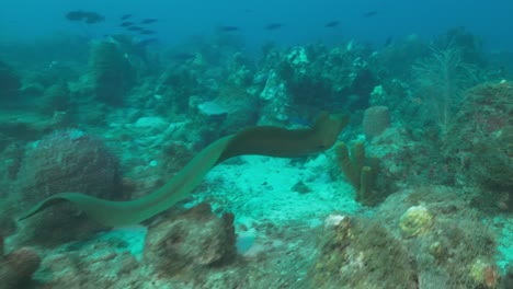 A-green-moray-eel-swimming-over-the-reef-and-going-up-to-a-diver-that-got-spooked