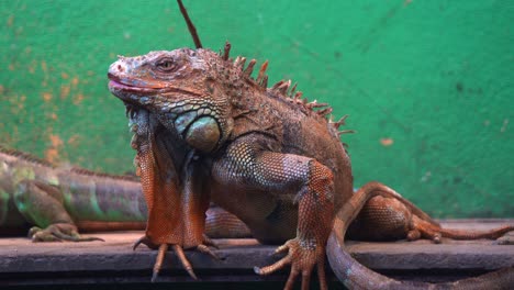 Close-up-shot-of-a-large-old-green-iguana-with-with-spines-and-dewlap-basking-under-UVB-lighting-in-captivity-in-animal-enclosure