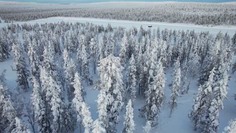 Drone-Flys-over-Snow-covered-Trees-in-Lapland,-Finland,-Arctic-Circle