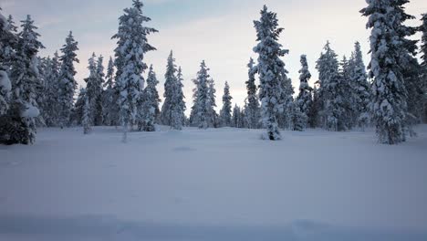 Drone-Flies-Low-In-A-Forest-of-Snow-covered-Trees-in-Lapland,-Finland,-Arctic-Circle