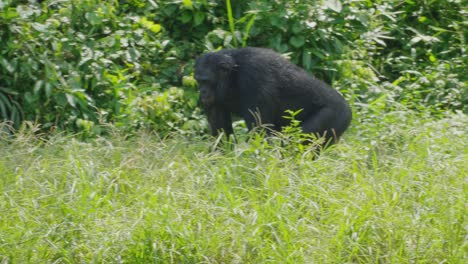 Bonobo-Caminando-En-Cuatro-Pies-En-Una-Densa-Jungla-De-Sabana