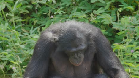 Bonobo-looking-around-in-a-dense-savannah-forest,-Republic-democratic-of-congo
