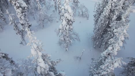 Drone-Pans-Downward-Above-Snow-covered-Trees-in-Lapland,-Finland,-Arctic-Circle