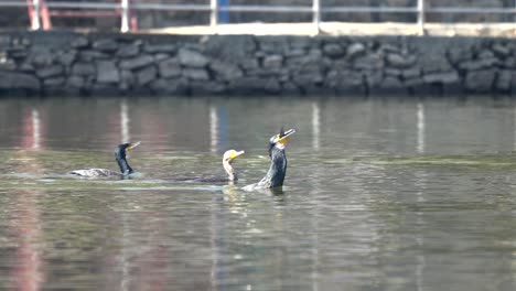 A-cormorant-with-a-fishtail-sticking-out-of-its-beak-swimming-away-from-two-other-cormorants