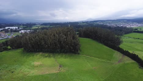 Wunderschöne-Landschaft-Einer-Grünen-Wiese-Mit-Einem-Eukalyptuswald-Im-Hintergrund