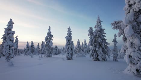 Drone-Flies-Low-Through-Snow-Covered-Trees-in-Lapland,-Finland,-Arctic-Circle