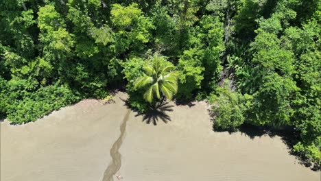 Panorámica-Alrededor-De-Un-Frondoso-Bosque-En-La-Playa-De-Costa-Rica