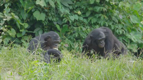 Two-bonobos-but-one-eating-fruit-and-enjoying-it-nicely,-in-a-dense-savannah-type-of-tropical-forest-in-the-congo