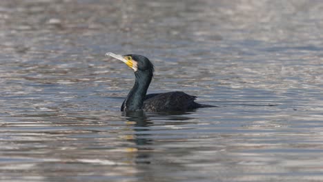 A-cormorant-swimming-around-on-a-lake-in-the-sunshine