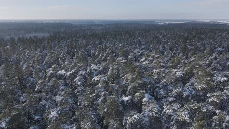 Un-Dron-Se-Eleva-Sobre-Un-Vasto-Bosque-Nevado-En-La-Región-Del-Báltico.