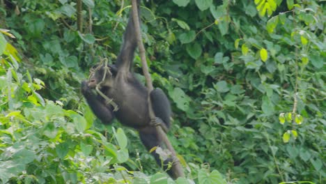 Bonobo-Trepando-A-Un-árbol-En-Un-Denso-Bosque-En-La-República-Democrática-Del-Congo