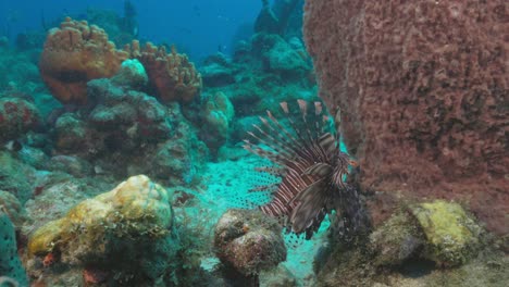 A-beautiful-lionfish-swimming-close-to-the-reef