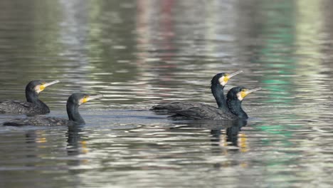 Some-cormorants-swimming-around-in-a-lake-enjoying-the-warm-sunshine-in-between-fishing