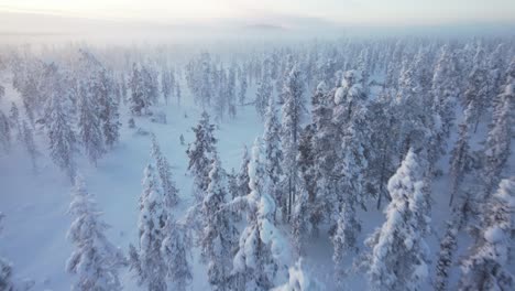 Aerial-Drone-Flys-Over-Beautiful-Winter-Forest-Landscape-in-Lapland,-Finland,-Arctic-Circle