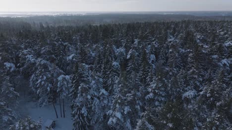 Die-Aufsteigende-Drohne-Offenbart-Die-Atemberaubende-Weite-Eines-Schneebedeckten-Baltischen-Waldes